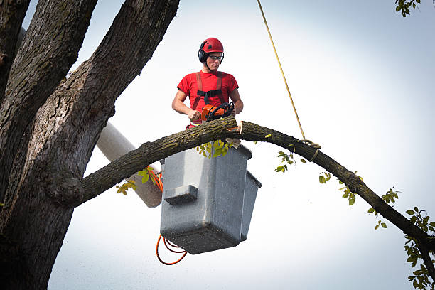 The Steps Involved in Our Tree Care Process in Martinsburg, WV